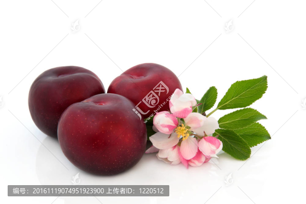 梅花與梅花
