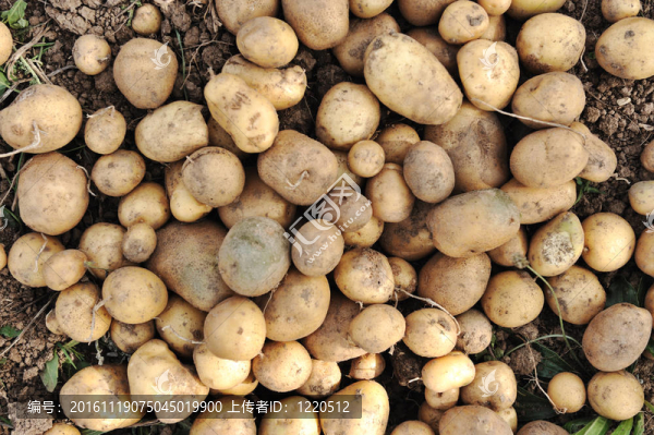 秋季采收：馬鈴薯背景
