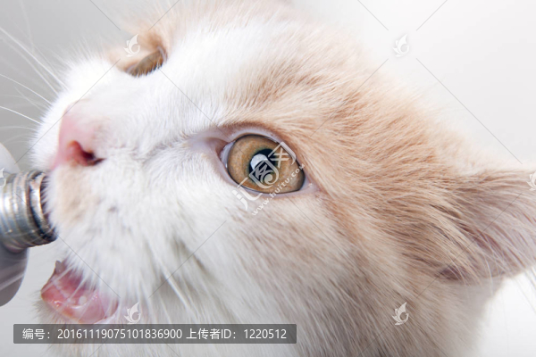 小奶貓