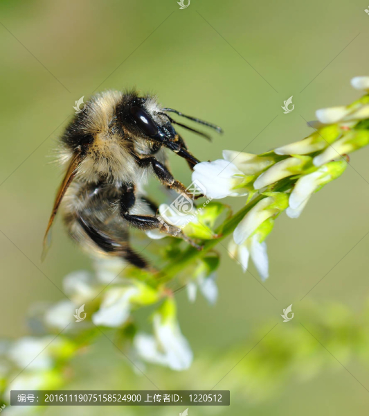 蜜蜂。