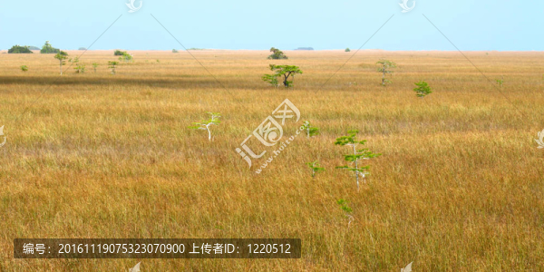 在沼澤地的紅樹林