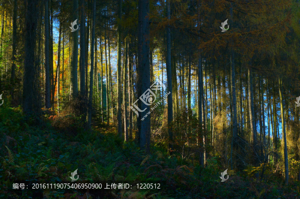 松林