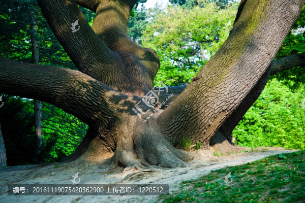 維也納公園里迷人的橡樹樹干