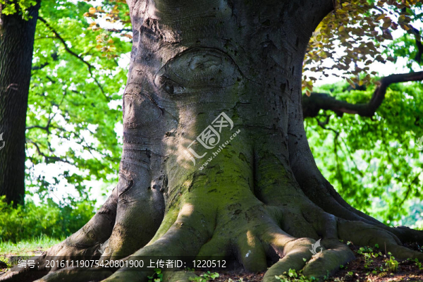 維也納公園里迷人的橡樹樹干