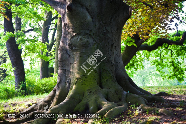 維也納公園里迷人的橡樹樹干