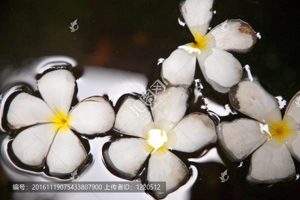 雞蛋花（雞蛋）在水中游泳