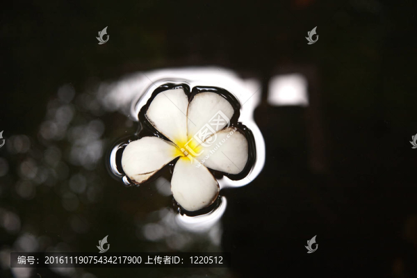 雞蛋花（雞蛋）在水中游泳