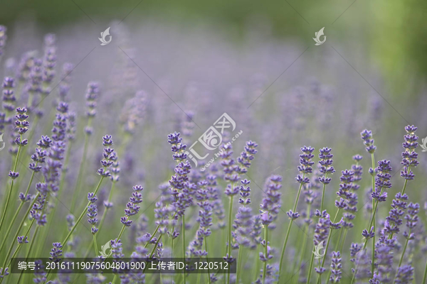 薰衣草的花