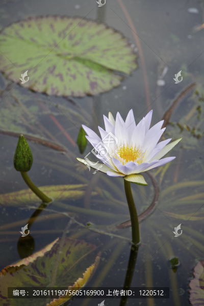百合花