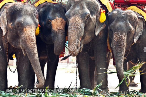 在Ajutthaja旅游騎elefants
