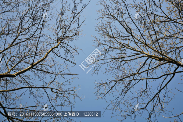 美麗的光之樹的王冠