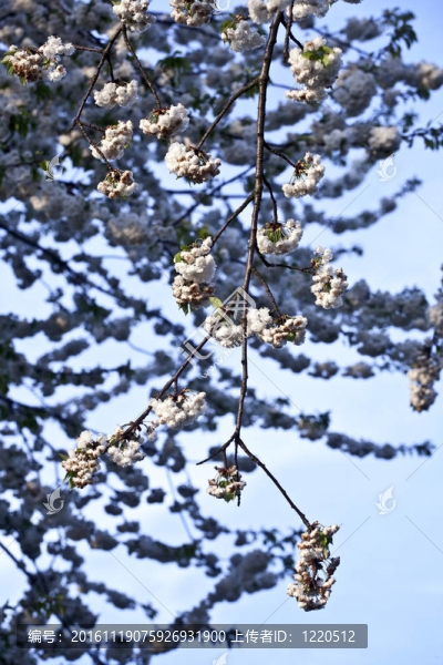 春季開花的近枝