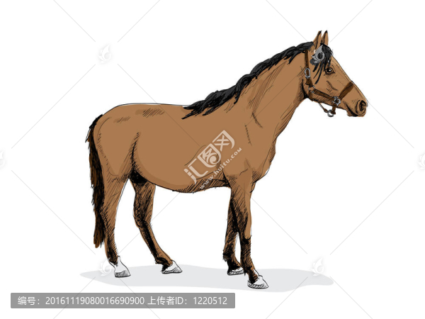 孤立棕色立馬-插圖