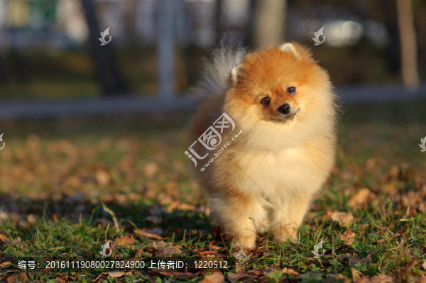 拉尼亞Spitz的肖像