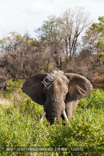 大象站在灌木叢中