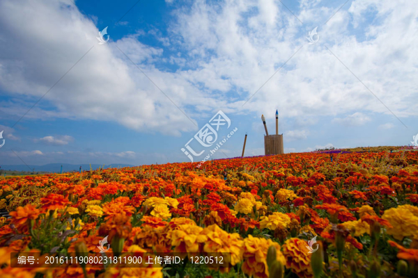 紅花田