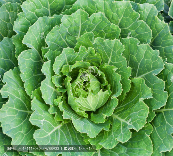 生菜收起來(lái)