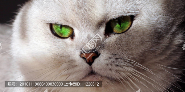 貓