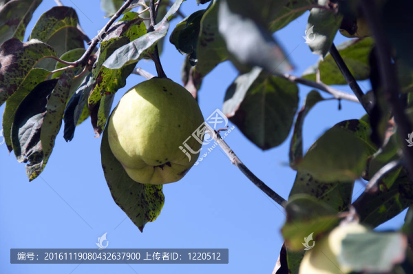 樹上的木瓜