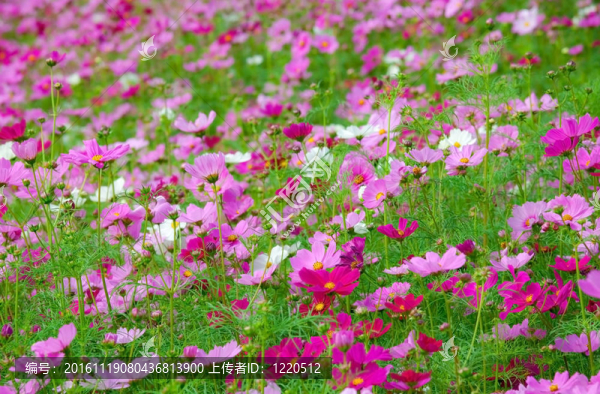 粉紅色的花