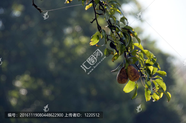 樹上的兩個(gè)梨