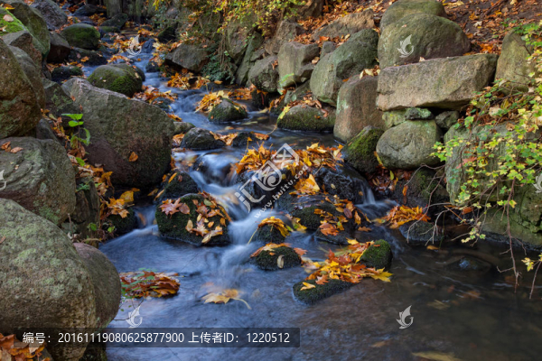 布魯克