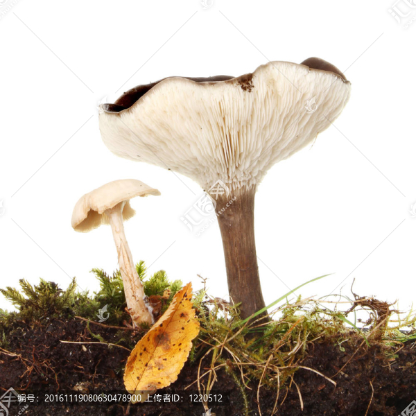 毒蕈