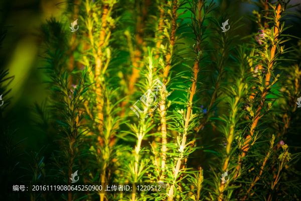 花園里的綠色迷迭香植物