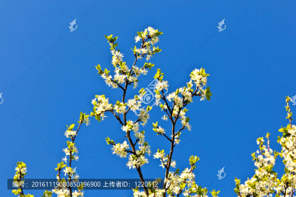 一棵開花的樹