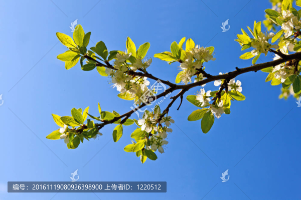 一棵開花的樹