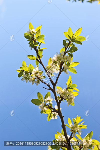 一棵開花的樹