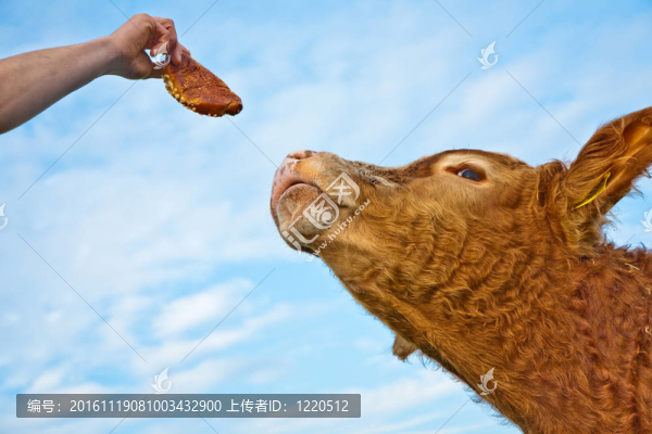 友好的牛在綠色granzing土地的信賴