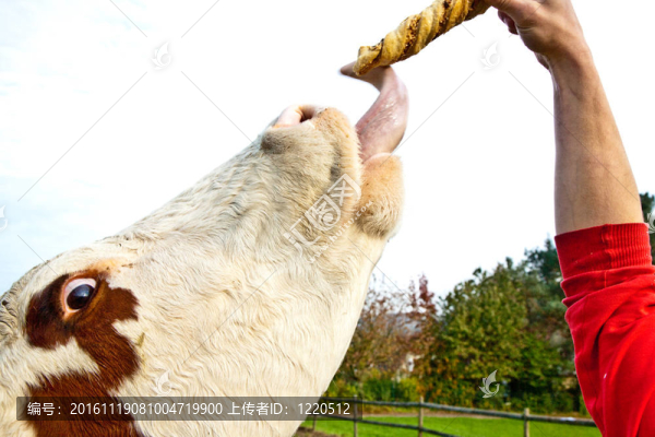 友好的牛在綠色granzing土地的信賴