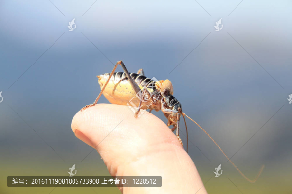 布什板球；典型的馬德里馬德里