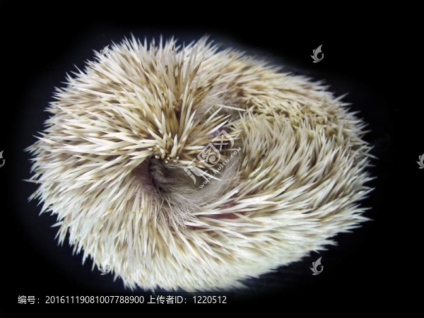 冒充小非洲刺猬