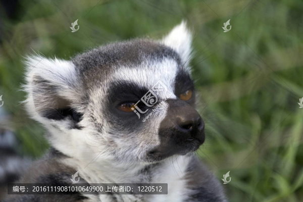很好奇的狐猴