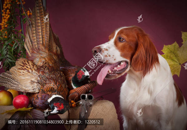 成功的鳥開槍；工作室；那兒了