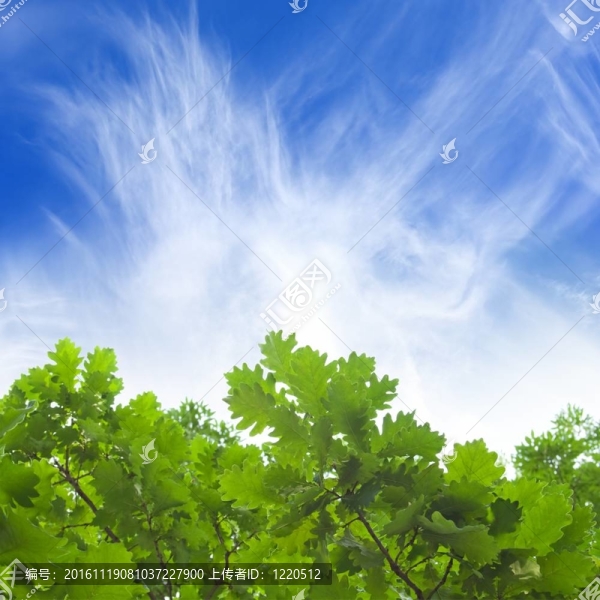 綠葉；藍(lán)天