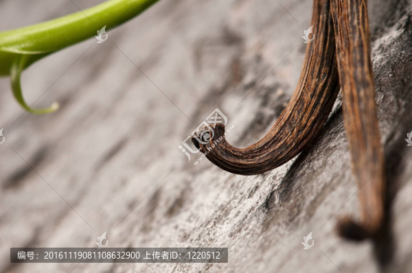 香草蘭藤和Dried,Vanilla,Pods