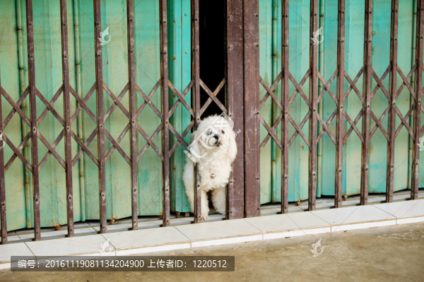 狗吠