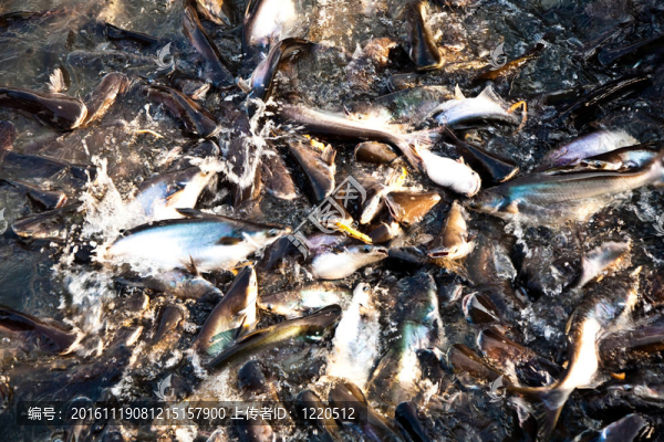河中的鯰魚