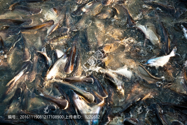 河中的鯰魚