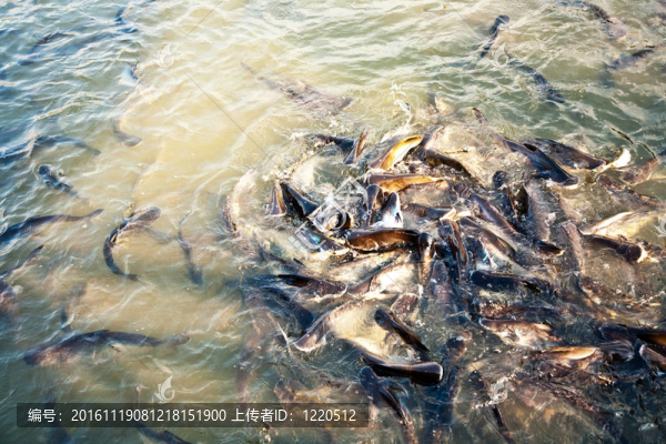 河中的鯰魚