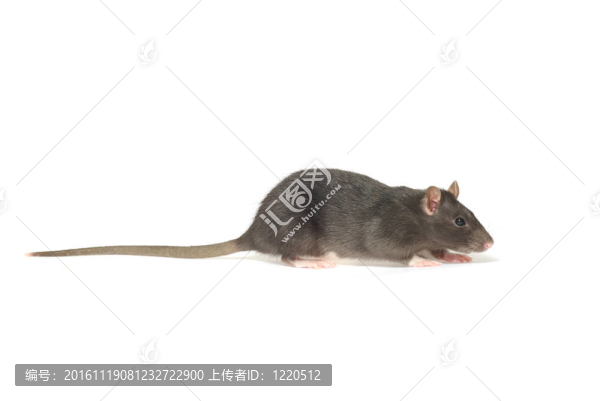 老鼠