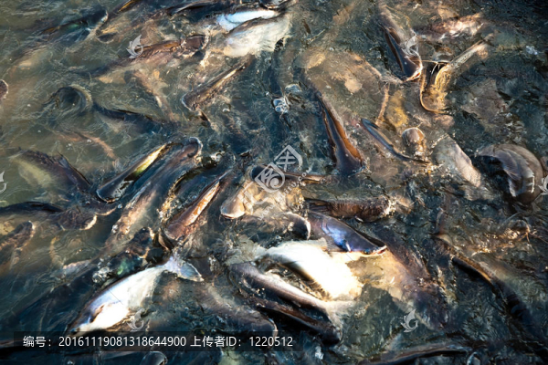河中的鯰魚