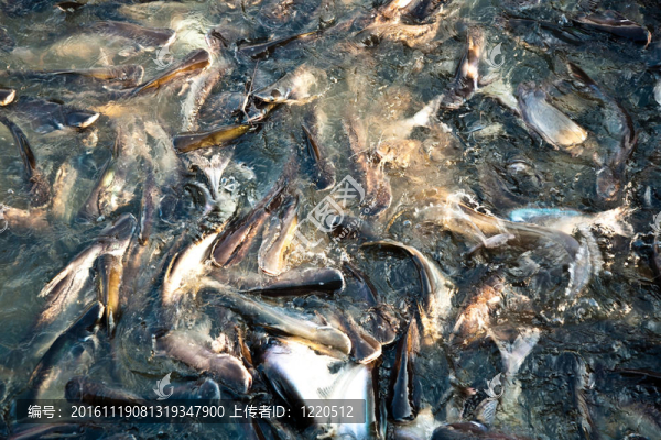 河中的鯰魚(yú)