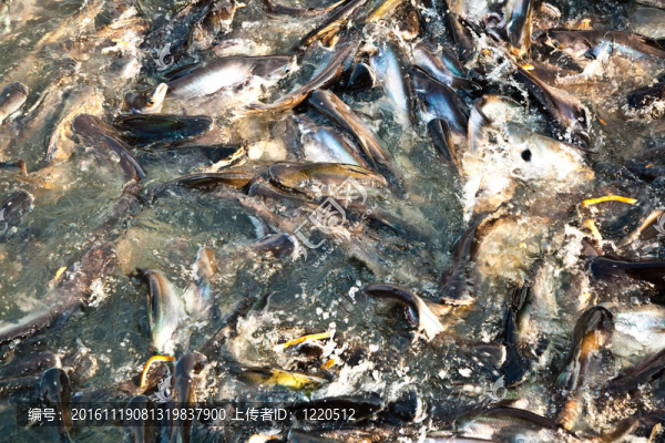 河中的鯰魚(yú)