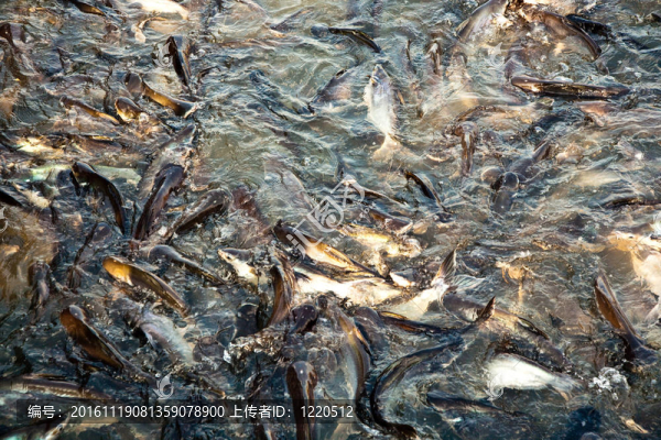 河中的鯰魚