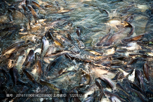 河中的鯰魚