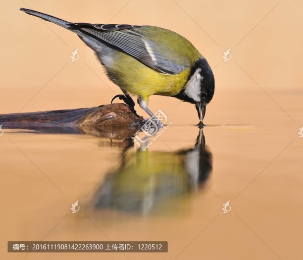 饑渴的鳥。